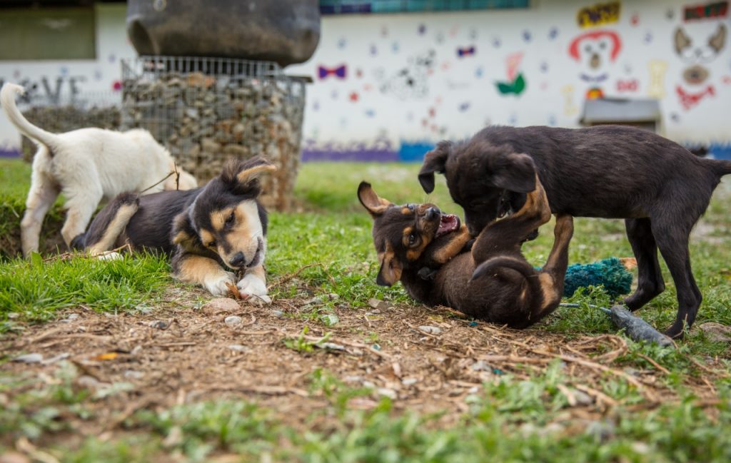 Cuentan con 40 ejemplares disponibles.