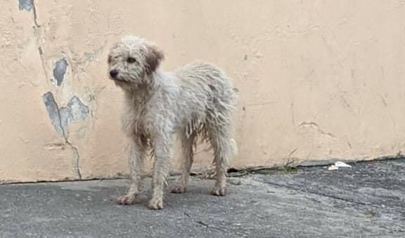 Con la Ordenanza de Fauna Urbana se prevén sanciones más fuertes contra quienes maltraten a los animales. (Foto: Conciencia Animal)