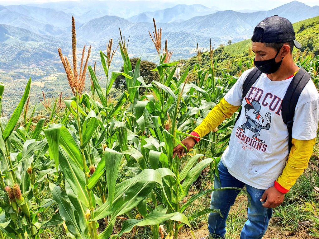 El maíz es uno de los granos que más se considera para la venta.