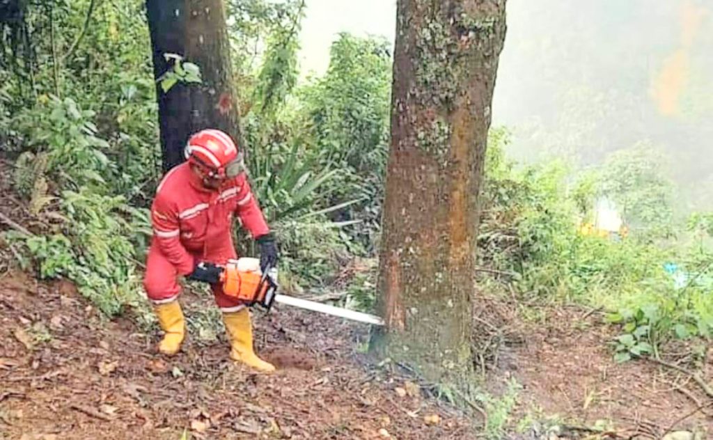 Los árboles fueron retirados del sector.