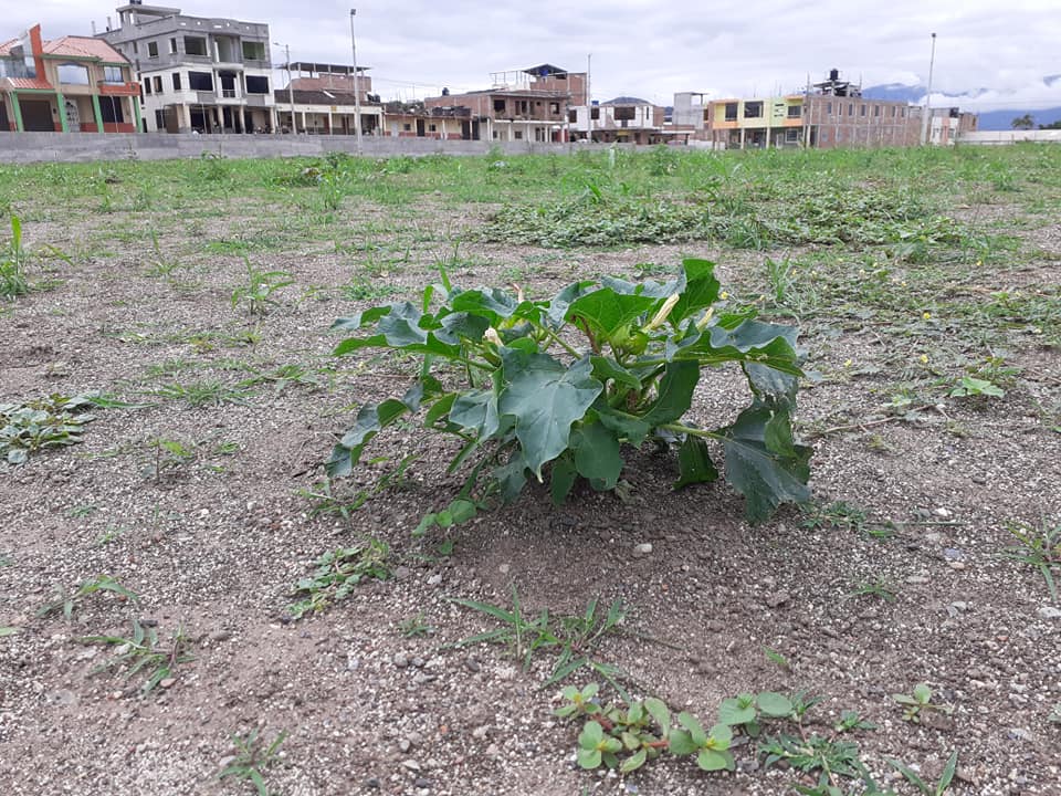 El escenario está invadido de maleza, incluso hay espinas.