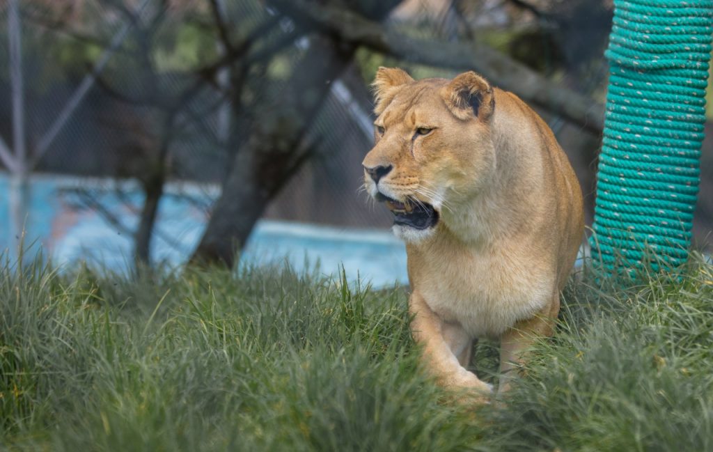 ‘Shanga’ llegó a Loja en el año 2015.