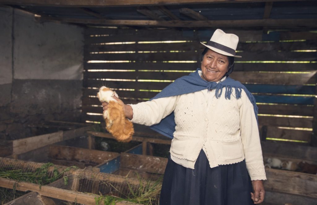 El cuy requiere de un cuidado especial. Se lo alimenta tres veces al día.