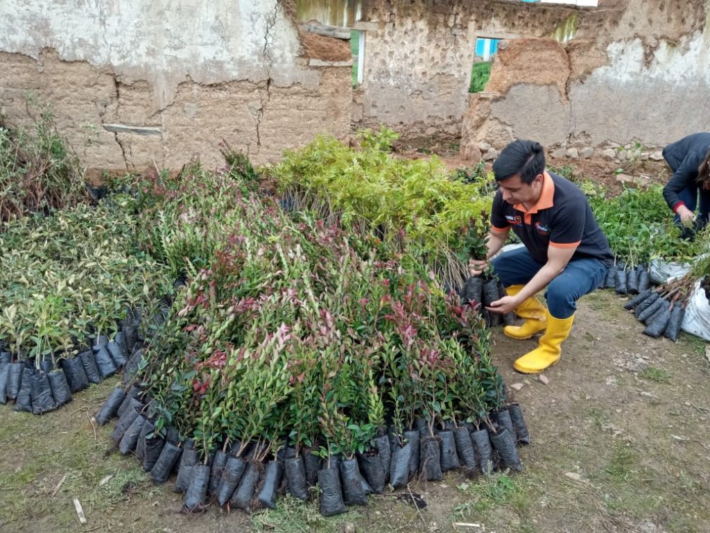 Las plantas se siembran en distintos sectores del cantón lojano.