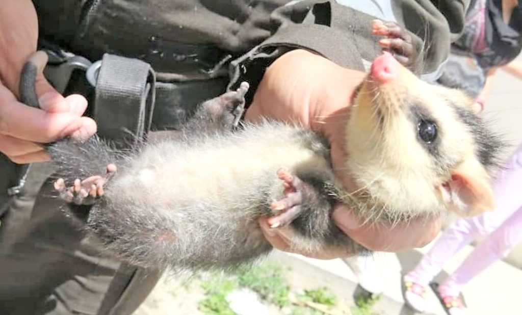 El animalito se encuentra estable.