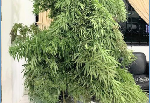 De esa planta se hubieran procesado alrededor de 50 mil dosis.