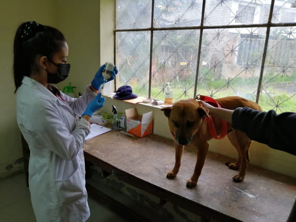 En la jornada de este domingo 7 de marzo, se aplicaron vacunas a alrededor de 150 mascotas.