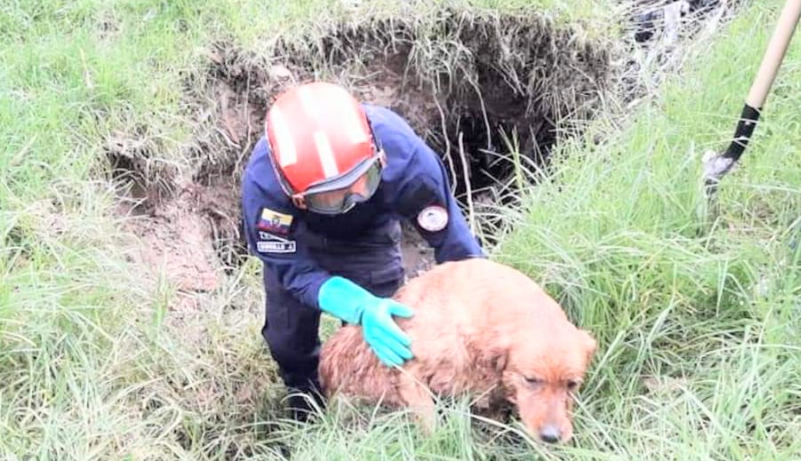 La perrita lamió al bombero como muestra de agradecimiento por rescatarla.