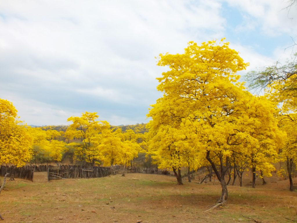Pueden participar quienes realizan dicha actividad dentro de la Mancomunidad Bosque Seco.