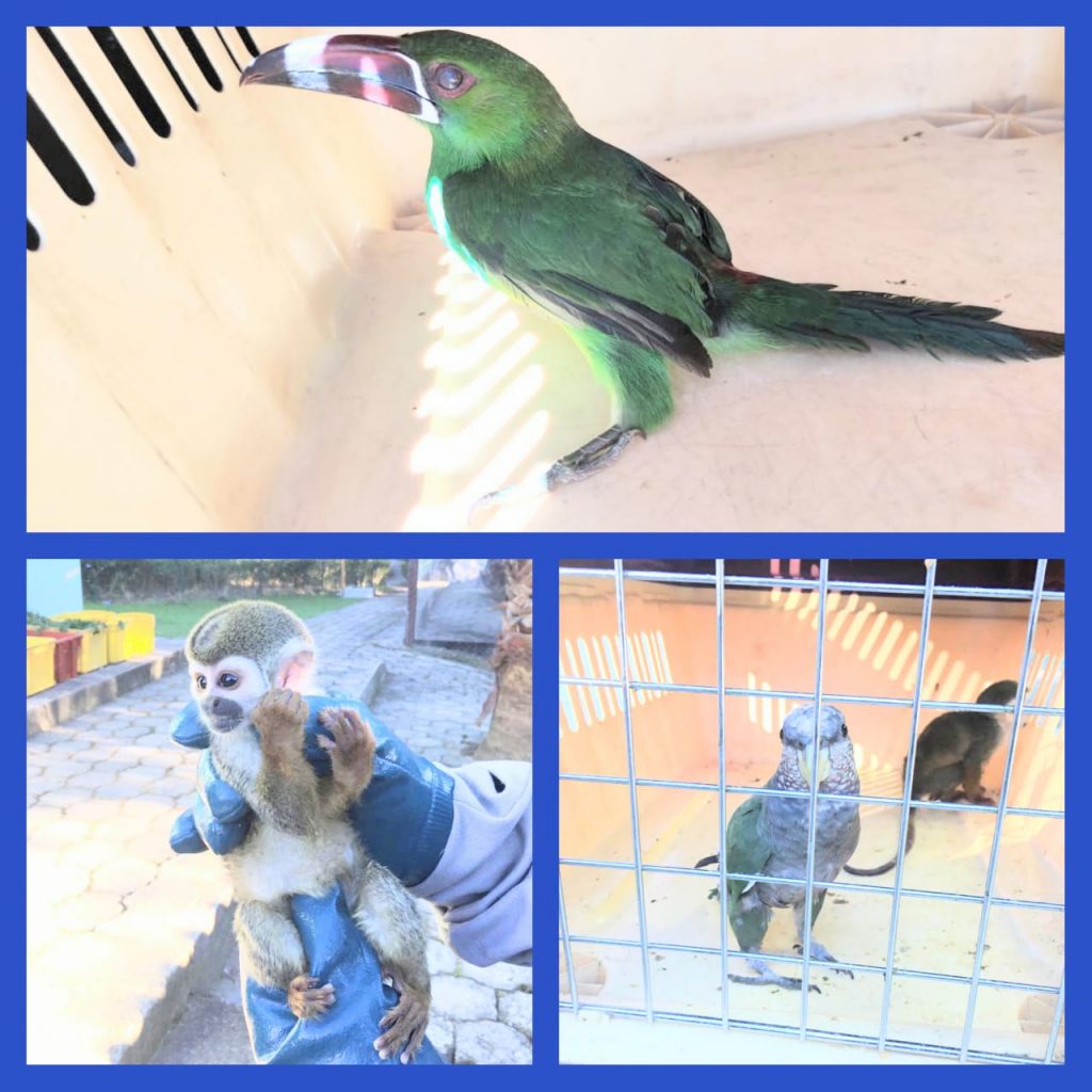 Las especies están en el Bioparque Orillas del Zamora.