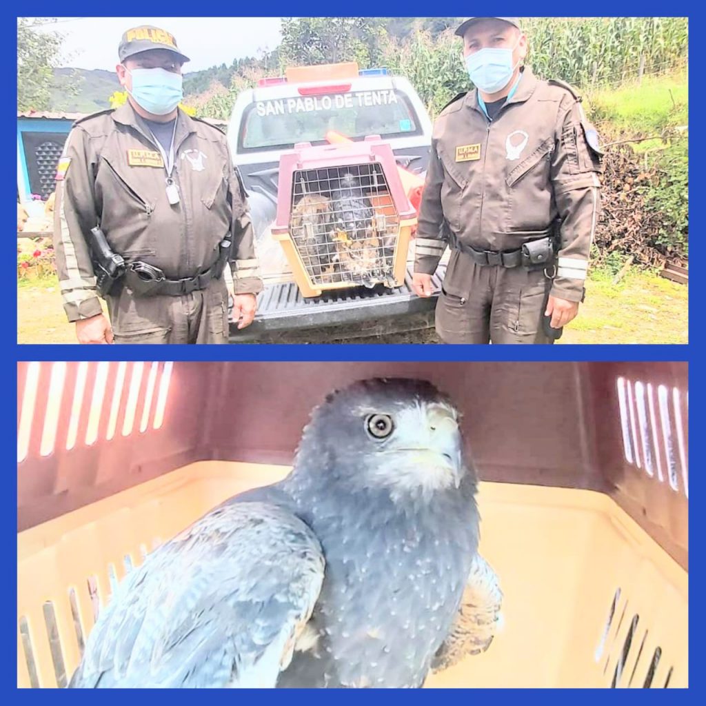 En Saraguro y Cariamanga se localizaron a los animales.