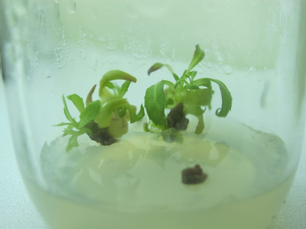 El cultivo in vitro es aplicable para cualquier especie de planta.