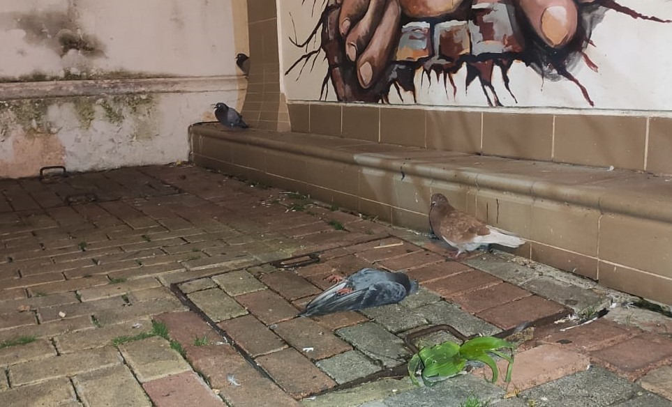 En el parque de Santo Domingo hay una gran cantidad de palomas.