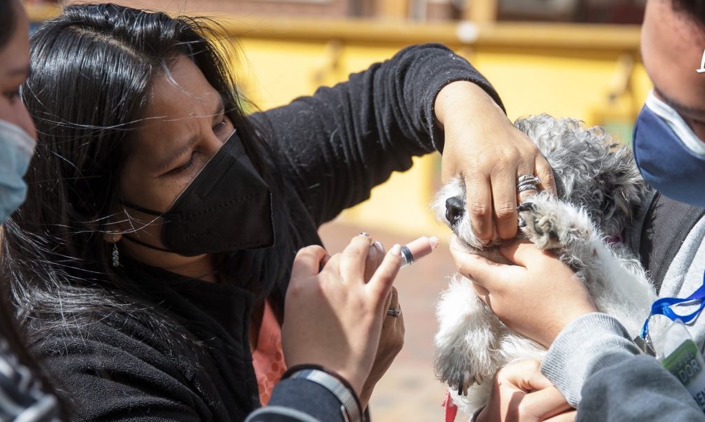 Todos los ejemplares fueron adoptados en esta ocasión.