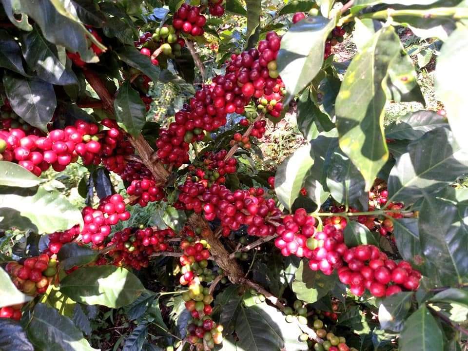 Al momento están en la fase de cosecha de este producto codiciado a nivel internacional.