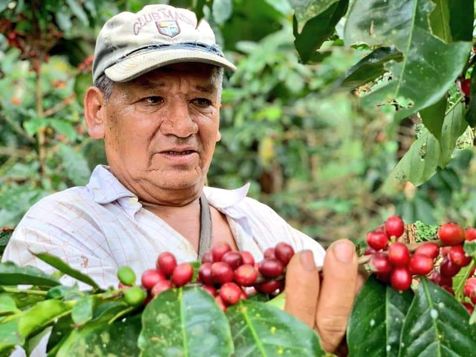 Los productores realizan las labores de cosecha.