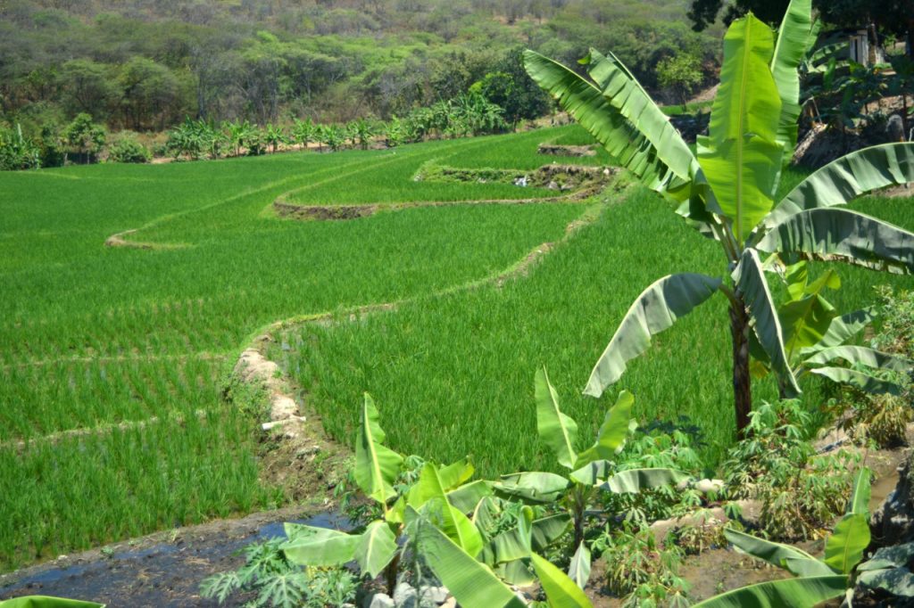 Son típicos los sembríos de arroz en Macará, en el límite de frontera con el Perú.