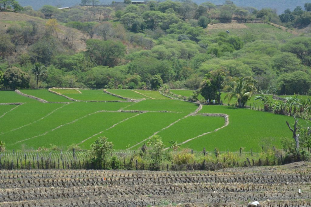 Macará y Zapotillo producen, según manifiesta el alcalde Alfredo Suquilanda, alrededor de 800 mil quintales de arroz.