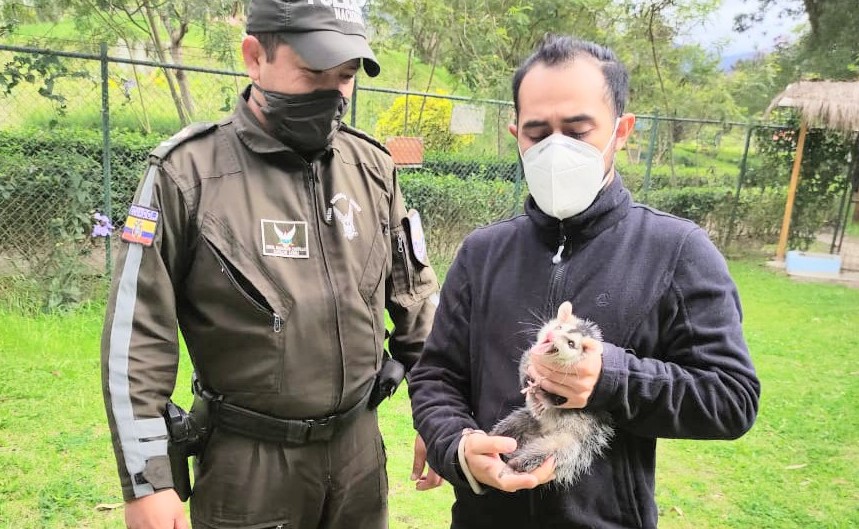 El animalito fue llevado al Bioparque 'Orillas del Zamora'.