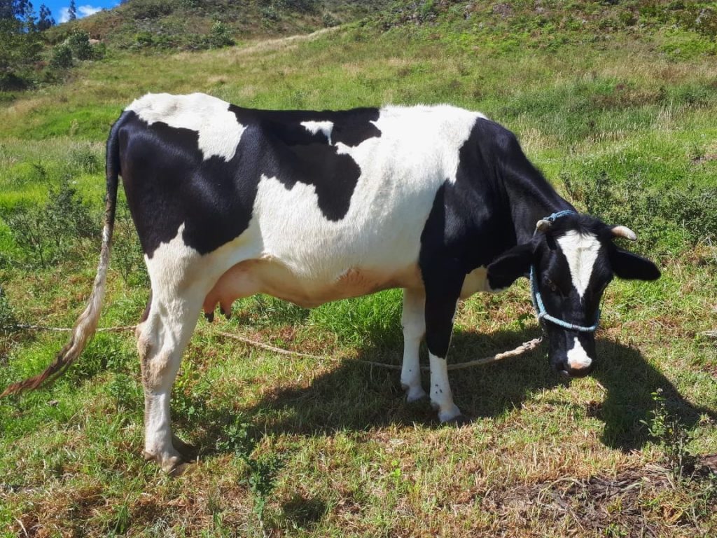 La feria se retomó cumpliendo algunos requisitos sugeridos por Agrocalidad.