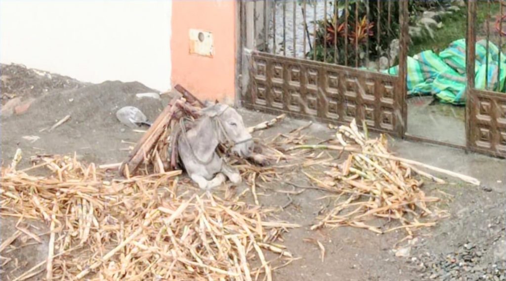 El burrito se habría desmayado por el cansancio y el peso de los carrizos.