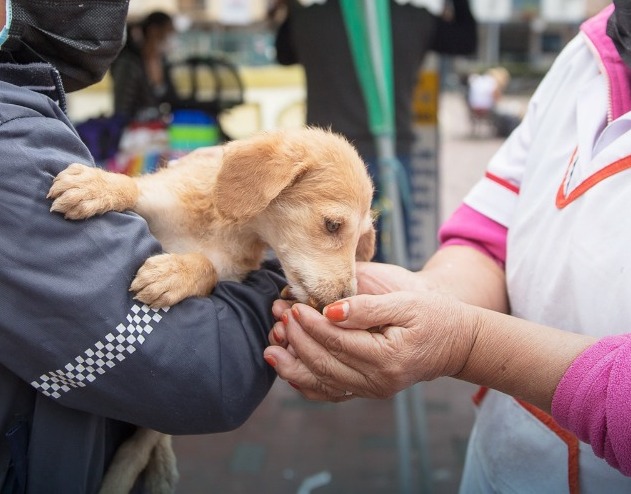 La mayoría o todos los ejemplares que se ponen a disposición del público en las campañas, son adoptados.