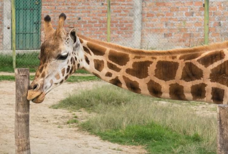 El animal presentaba un quebranto en su salud.