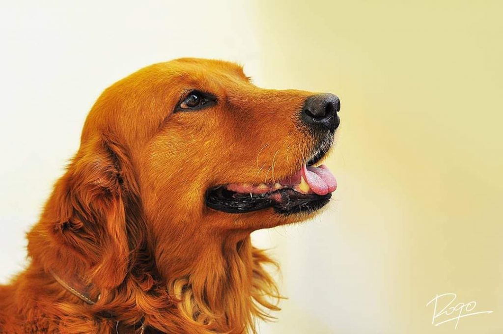 Cuentan que la perrita no ha escapado al cariño de varios ministros que han sentido admiración y hasta se han fotografiado con ella.
