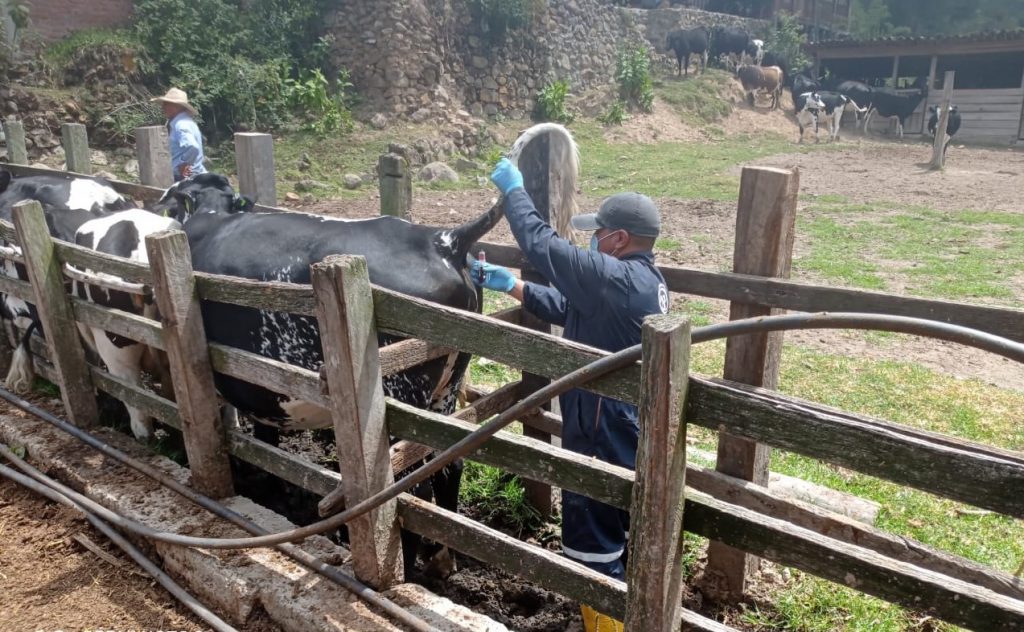 Obtener la certificación de libre de brucelosis no es obligatorio, pero da ventajas al productor.