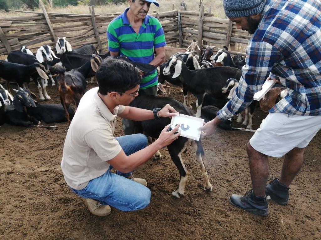 Les dibujan los ojos para evitar posibles ataques de los felinos. (Foto cortesía Darwin Martínez).