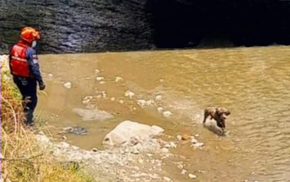 A la altura de la avenida Universitaria y calle Mercadillo el can se habría precipitado al afluente.