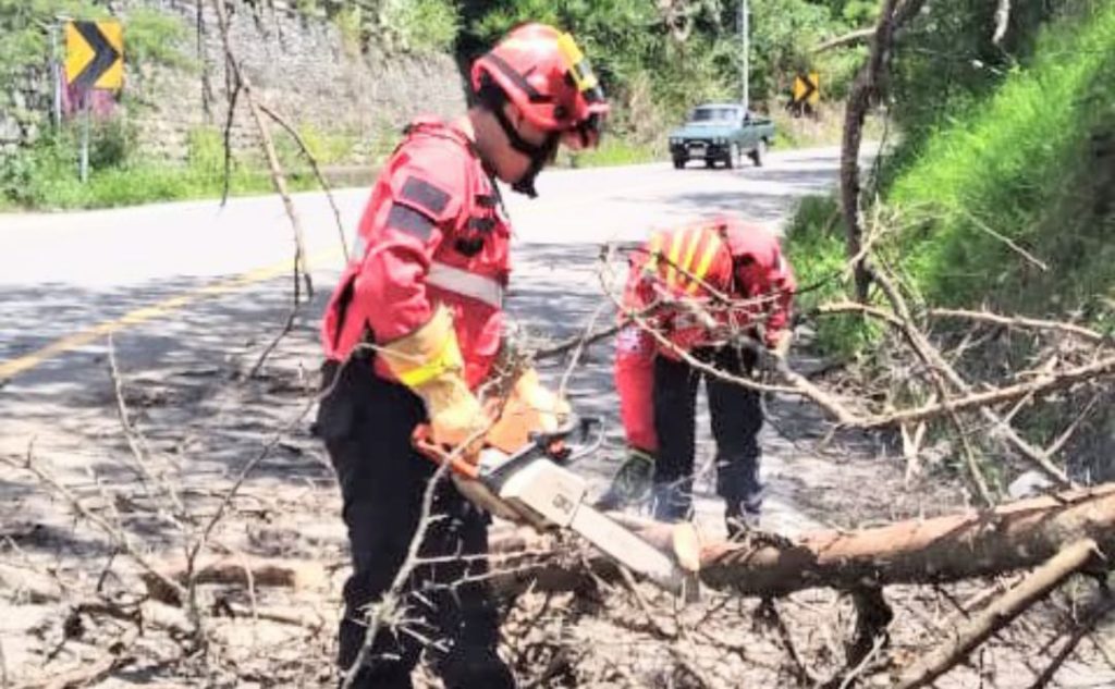 Con una sierra cortaron el árbol y los bomberos se llevaron los escombros.