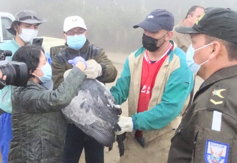 Los técnicos del Bioparque Orillas del Zamora colaboraron en la liberación.