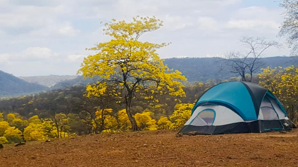 El florecimiento de los guayacanes es un evento natural que se presenta una vez al año.