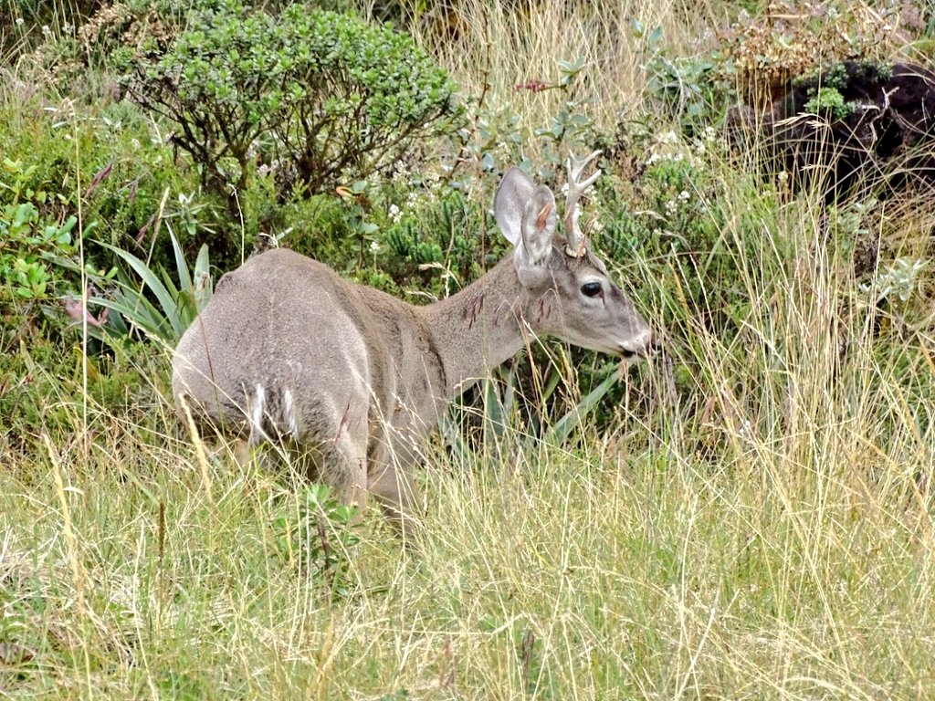 Los animales retornaron a su hábitat después de una cuarentena.