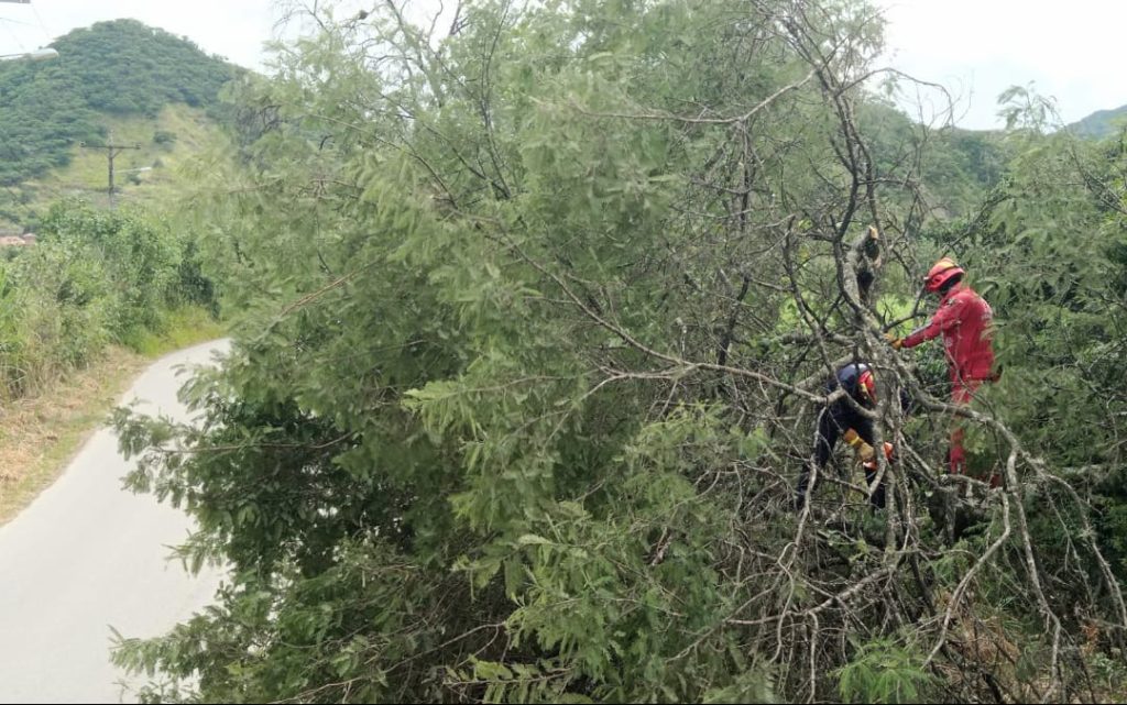 La vía fue cerrada por algunas horas para podar al macizo.