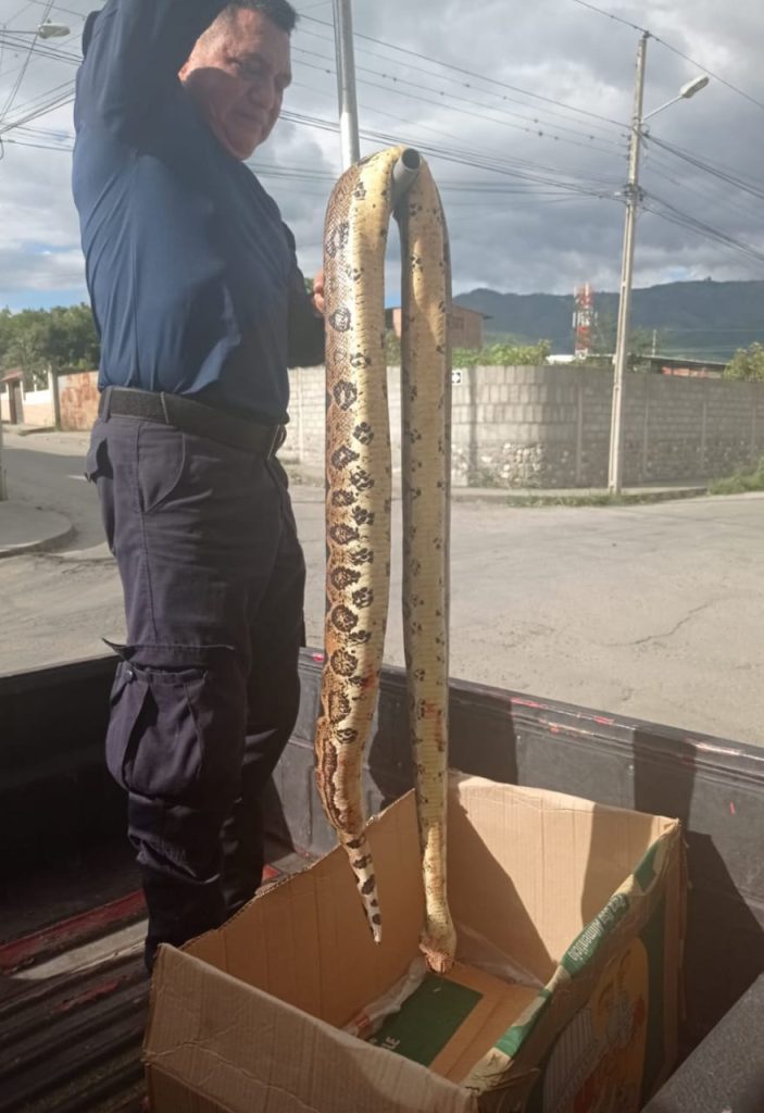 La serpiente ingresó a los terrenos de una casa del barrio El Vergel.