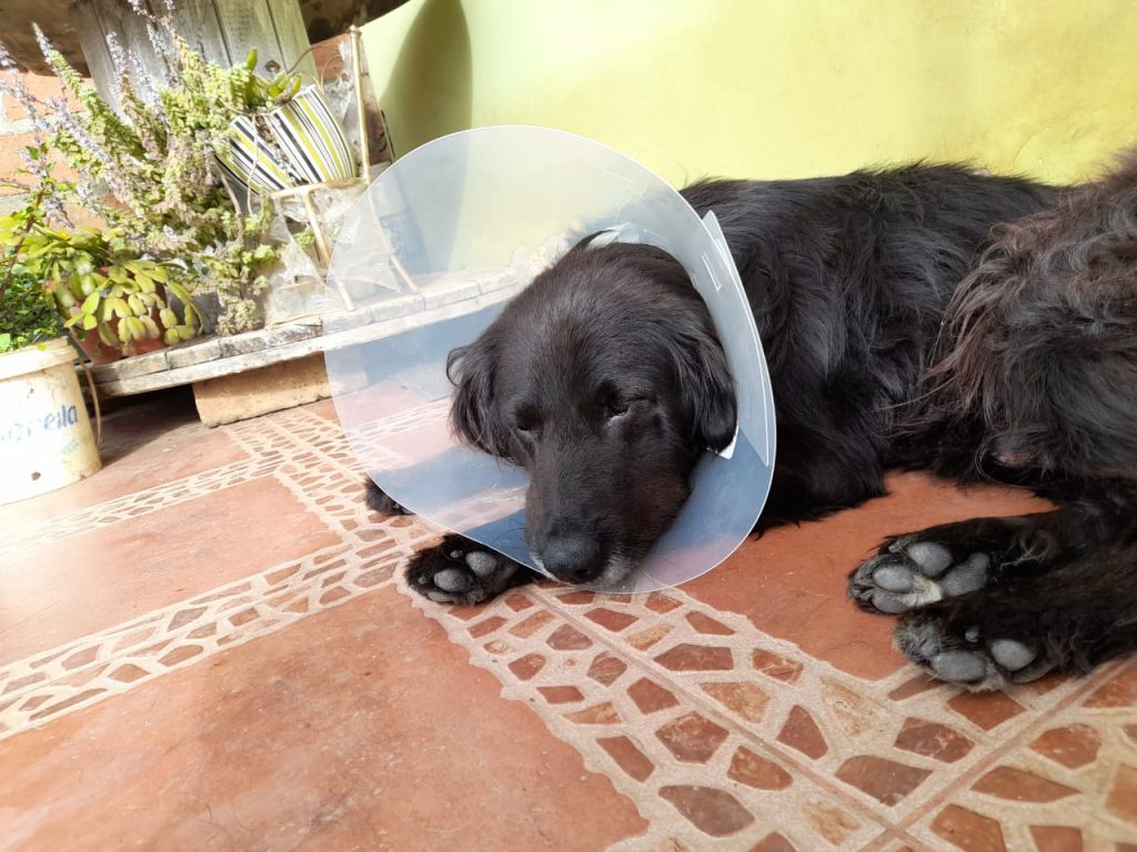 Conciencia Animal Loja tiene alrededor de 10 años trabajando a favor de los animales de la calle.