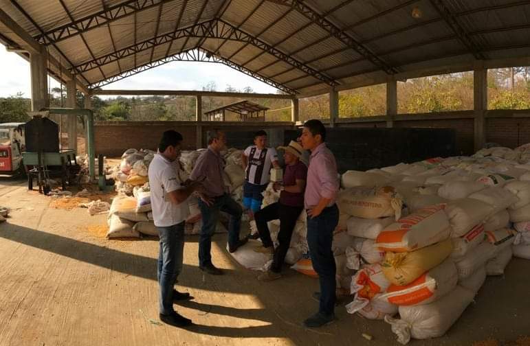 El cantón Pindal se caracteriza por producir un maíz de alta calidad.