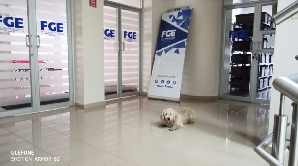 'Boomer' subía a cada piso, tal vez, para encontrar a su amo.