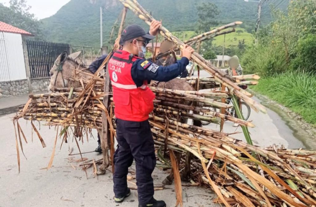 El animalito no soportó el peso y se desplomó.
