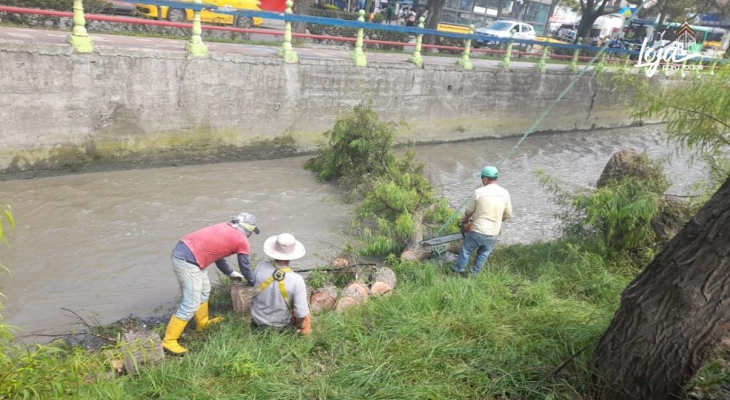 El corte de los árboles se efectuó este jueves 10 de febrero. (Foto: Municipio de Loja)