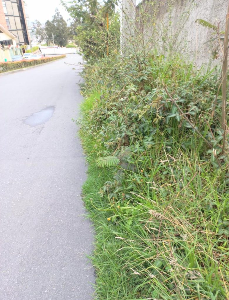 Toda la acera está llena de hierba.