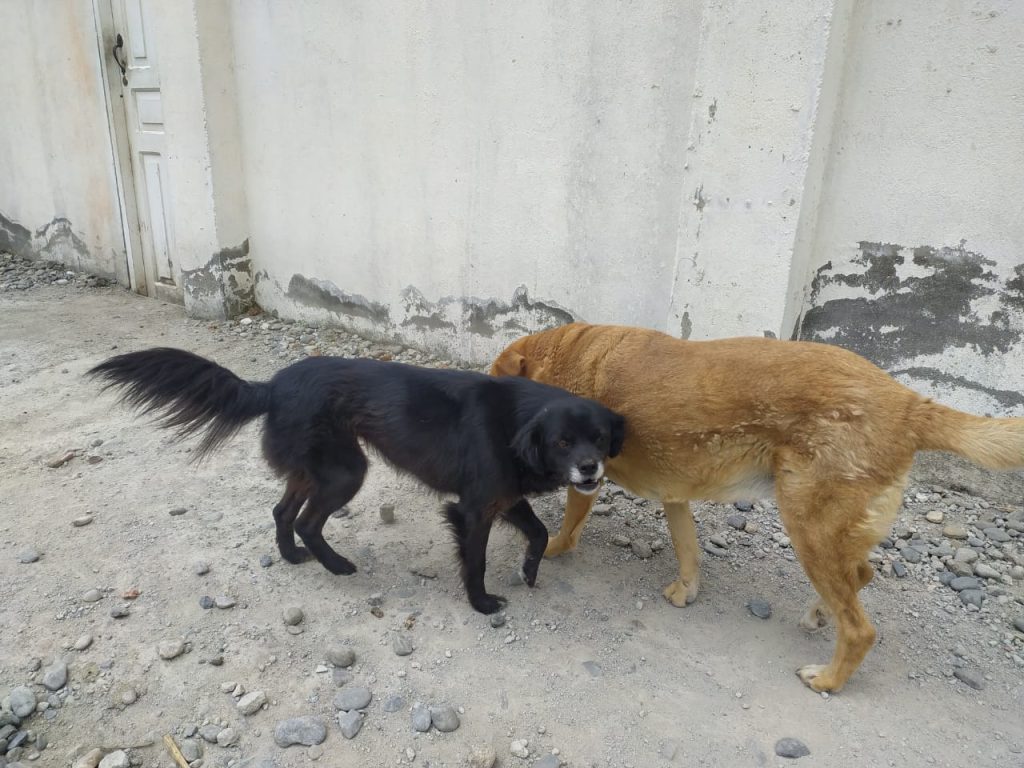 El abandono de mascotas en Loja, al igual que en el resto del país, es una problemática latente.