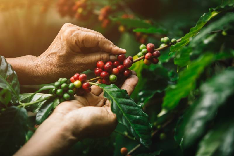 En el congreso se hablará todo lo referente a la producción del café. (Foto: Internet)
