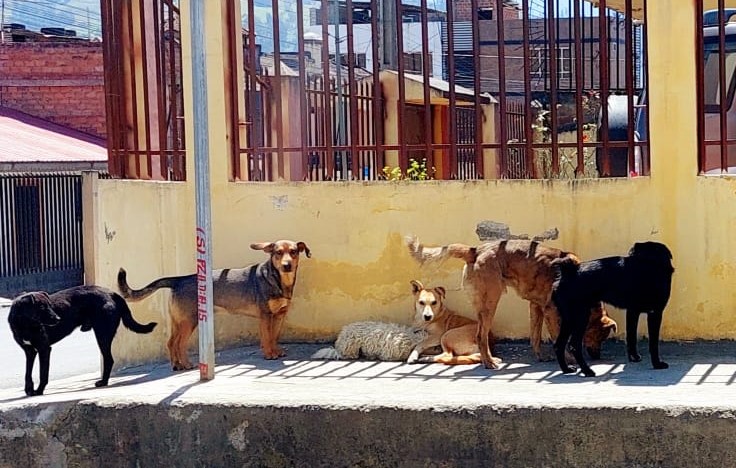 La presencia de perros en las calles genera consecuencias en la convivencia social.