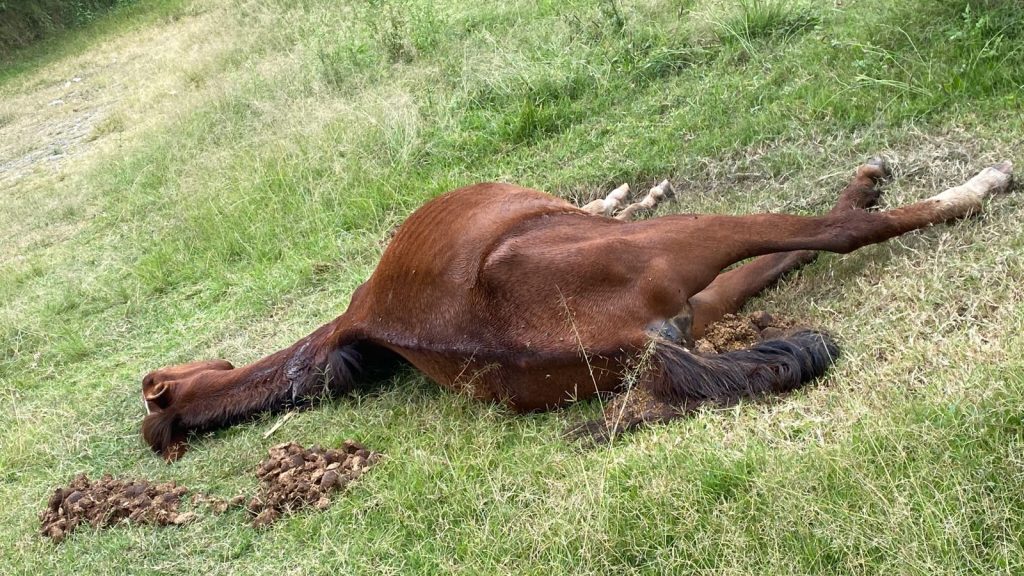 El equino fue localizado muerto. Se presume que lo atropellaron.