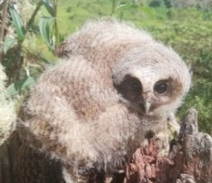 Este es el polluelo que se detectó en Valladolid.