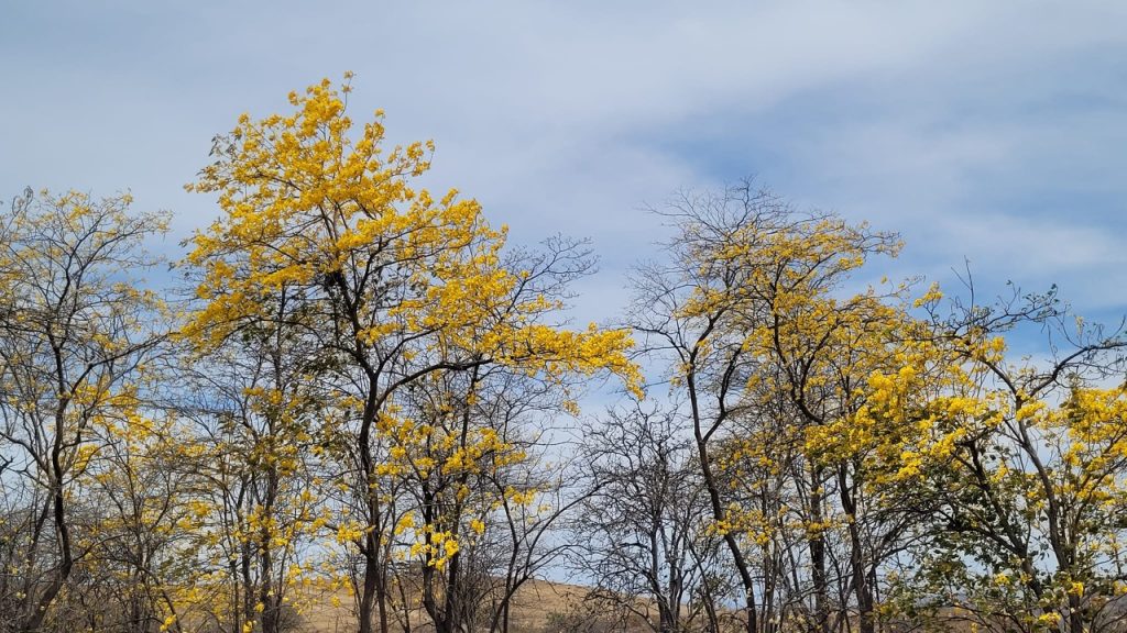 Al ingreso de la ciudad de Zapotillo ciertos árboles mostraron sus flores amarillas.