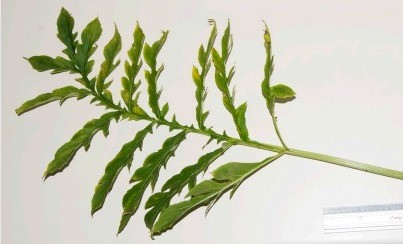 La Vivaria calvasensis es una especie que vive en zonas semiáridas.